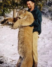 This is a very big tom lion